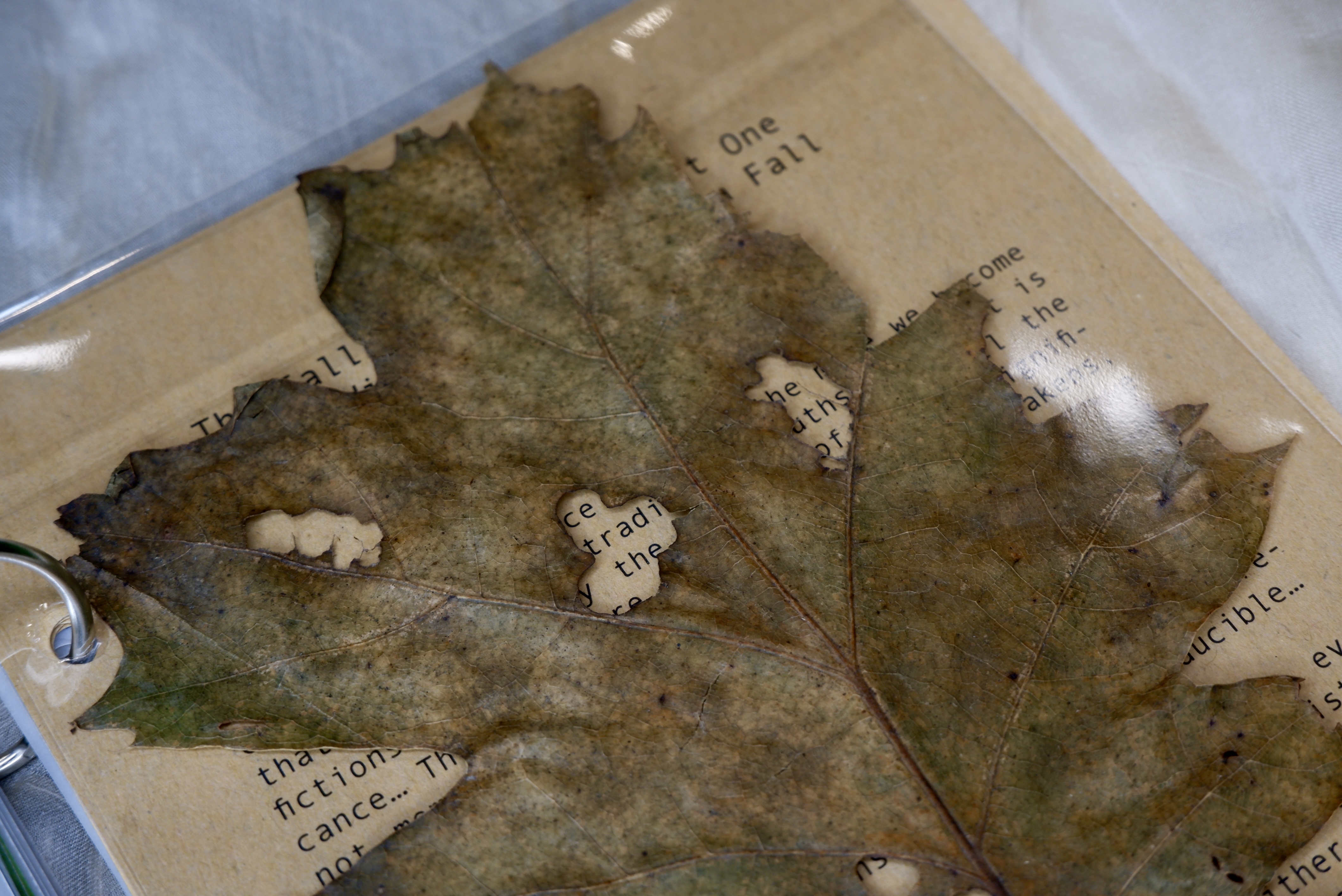 leaf